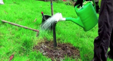 Jak často je třeba jabloně zalévat v létě a během zrání ovoce, frekvence a frekvence